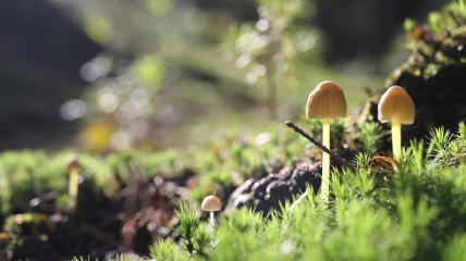 HERFST - PADDENSTOELENWANDELING